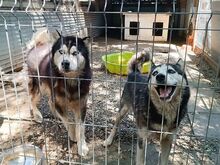 ALDO, Hund, Alaskan Malamute in Ungarn - Bild 13