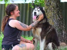 ALDO, Hund, Alaskan Malamute in Ungarn - Bild 3