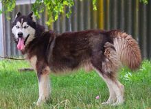 ALDO, Hund, Alaskan Malamute in Ungarn - Bild 6
