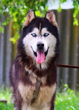 ALDO, Hund, Alaskan Malamute in Ungarn - Bild 7
