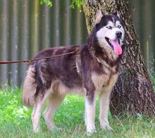 ALDO, Hund, Alaskan Malamute in Ungarn - Bild 8