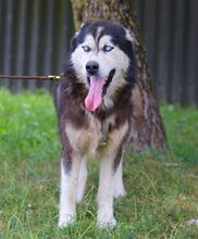 ALDO, Hund, Alaskan Malamute in Ungarn - Bild 9