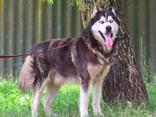 ALDO, Hund, Siberian Husky in Ungarn - Bild 1