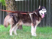 ALDO, Hund, Siberian Husky in Ungarn - Bild 12