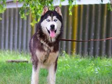 ALDO, Hund, Siberian Husky in Ungarn - Bild 2