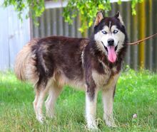 ALDO, Hund, Siberian Husky in Ungarn - Bild 4