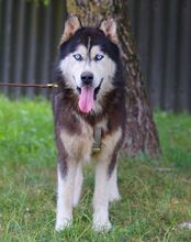 ALDO, Hund, Siberian Husky in Ungarn - Bild 5