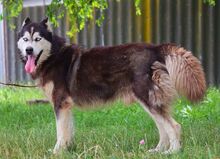 ALDO, Hund, Siberian Husky in Ungarn - Bild 6