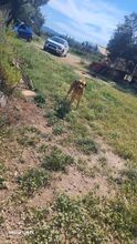 DUKE, Hund, Mischlingshund in Griechenland - Bild 17