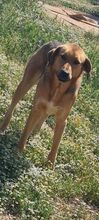 DUKE, Hund, Mischlingshund in Griechenland - Bild 18