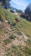 DUKE, Hund, Mischlingshund in Griechenland - Bild 19