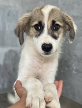 MALEA, Hund, Mischlingshund in Griechenland - Bild 3