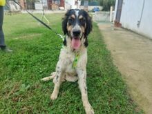 HUD, Hund, Irish Setter-Mix in Italien - Bild 1