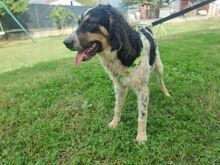 HUD, Hund, Irish Setter-Mix in Italien - Bild 2