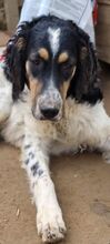 HUD, Hund, Irish Setter-Mix in Italien - Bild 4