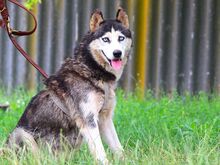 ALICE, Hund, Siberian Husky in Ungarn