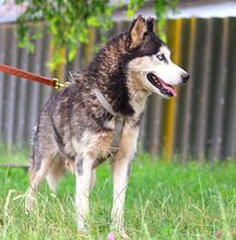 ALICE, Hund, Siberian Husky in Ungarn - Bild 10