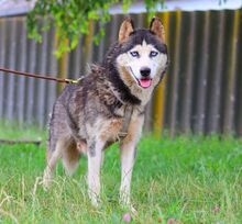 ALICE, Hund, Siberian Husky in Ungarn - Bild 2