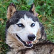 ALICE, Hund, Siberian Husky in Ungarn - Bild 3