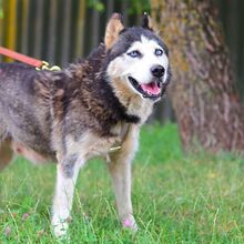 ALICE, Hund, Siberian Husky in Ungarn - Bild 4