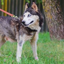 ALICE, Hund, Siberian Husky in Ungarn - Bild 5