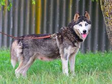 ALICE, Hund, Siberian Husky in Ungarn - Bild 6