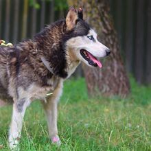 ALICE, Hund, Siberian Husky in Ungarn - Bild 7