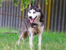 ALICE, Hund, Siberian Husky in Ungarn - Bild 8