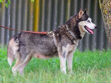 ALICE, Hund, Siberian Husky in Ungarn - Bild 9