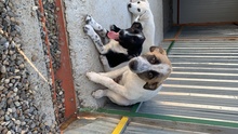 LIMA, Hund, Mischlingshund in Rumänien - Bild 2