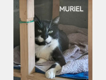 MURIEL, Katze, Europäisch Kurzhaar in Spanien - Bild 3