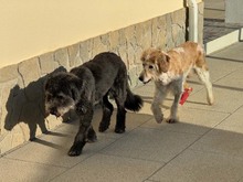 FINLEY, Hund, Mischlingshund in Portugal - Bild 13