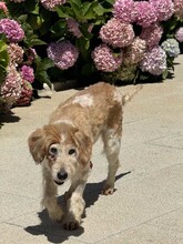 FINLEY, Hund, Mischlingshund in Portugal - Bild 15