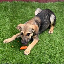 PIPPIN, Hund, Mischlingshund in Rumänien - Bild 10