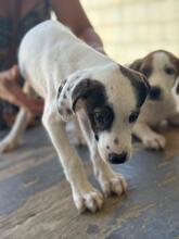 NACHO, Hund, Bodeguero Andaluz-Mix in Spanien - Bild 4