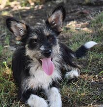 LUNA, Hund, Mischlingshund in Süderbrarup - Bild 1