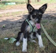 LUNA, Hund, Mischlingshund in Süderbrarup - Bild 2