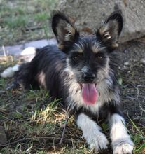 LUNA, Hund, Mischlingshund in Süderbrarup - Bild 3