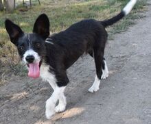 LUDVIG, Hund, Mischlingshund in Süderbrarup - Bild 2