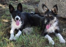 LUDVIG, Hund, Mischlingshund in Süderbrarup - Bild 3