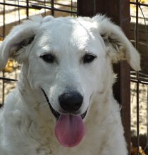 AKAC, Hund, Kuvasz-Mix in Ungarn - Bild 1