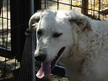 AKAC, Hund, Kuvasz-Mix in Ungarn - Bild 2