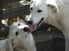 AKAC, Hund, Kuvasz-Mix in Ungarn - Bild 4