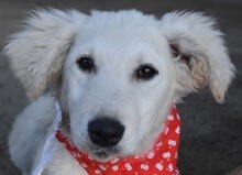 AKAC, Hund, Kuvasz-Mix in Ungarn - Bild 5