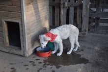 AKAC, Hund, Kuvasz-Mix in Ungarn - Bild 6