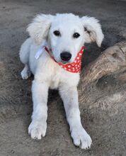 AKAC, Hund, Kuvasz-Mix in Ungarn - Bild 7