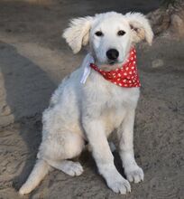 AKAC, Hund, Kuvasz-Mix in Ungarn - Bild 8