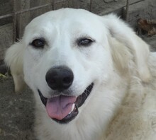 ARANY, Hund, Kuvasz-Mix in Ungarn - Bild 1