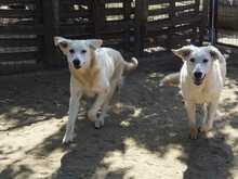 ARANY, Hund, Kuvasz-Mix in Ungarn - Bild 3