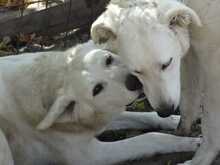 ARANY, Hund, Kuvasz-Mix in Ungarn - Bild 4